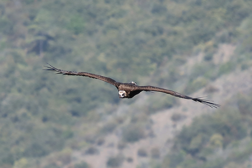 Avvoltoio monaco (Aegypius monachus)